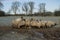 Sheep feeding in a muddy field on a frosty day