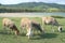 Sheep feeding by the sea, Rodrigues Island