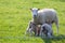 The sheep feeds the young.English countryside.