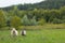 Sheep in the fiel grazing the green grass