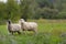 sheep in the fiel grazing the green grass