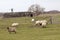 Sheep in a field, Belgium