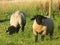 Sheep in field, Crookham, Northumberland, England.