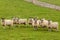 Sheep in a field in the Cumbrian countryside