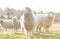 Sheep in a field in the early morning