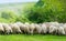 Sheep on a field eating grass
