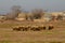 Sheep in the field, grazing in countryside, against the background of houses. Sunny day