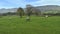 Sheep in field with large agricultural background