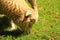 Sheep in the field of Restormel manor