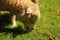 Sheep in the field of Restormel manor