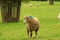 Sheep in the field of Restormel manor