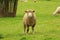 Sheep in the field of Restormel manor