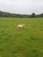 Sheep in the field of Restormel manor