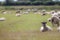 Sheep in a field. Rural agricultural scene of grazing farm animals with copy space