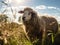 Sheep in the field at sunset. Close-up of a sheep. Made with Generative AI
