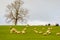 Sheep in a field in winter, UK