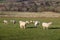 sheep in fields near Upper Slaughter, cotswold, Gloucestershire