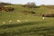 Sheep and fields on North coast on Anglesey, Wales