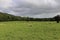 Sheep in the fields of Restormel Manor