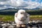 Sheep figure/toy standing on mountain rock outdoors in the wilderness.