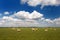 Sheep in flat landscape