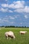 Sheep in flat landscape