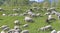 Sheep flock in alpine grazing in summer