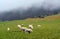 Sheep flock on alpine pasture