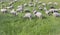 Sheep flock in alpine pasture grazing meadow