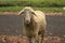 sheep flock beautiful cute animal photos object