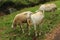 sheep flock beautiful cute animal photos object