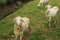 sheep flock beautiful cute animal photos object