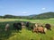 Sheep flock with cute little lambs being grazing in wonderful environment