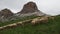 Sheep flock in dolomites mountain in summer