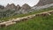 Sheep flock in dolomites mountain in summer