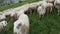 Sheep flock in dolomites mountain in summer