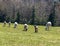 Sheep flock feeding on fresh springtime meadow