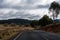 Sheep flock going to a new pasture blocking the road