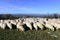 Sheep flock grazing around highlands in