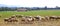 Sheep flock grazing meadow in grass field