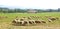 Sheep flock grazing meadow in grass field