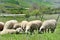 Sheep flock grazing on a meadow landscape