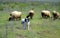 Sheep flock grazing and sheepdog