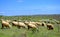 Sheep flock grazing in the spring pasture