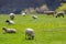 Sheep Flock grazing in a summer pasture