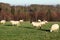 Sheep Flock Grazing Winter Evening