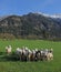 Sheep flock on the meadow, alpine landscape