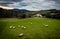 Sheep flock and a mountain house in the Basque Country