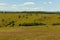 Sheep flock mountain summer landscape.