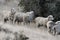 Sheep flock on patagonia grass background